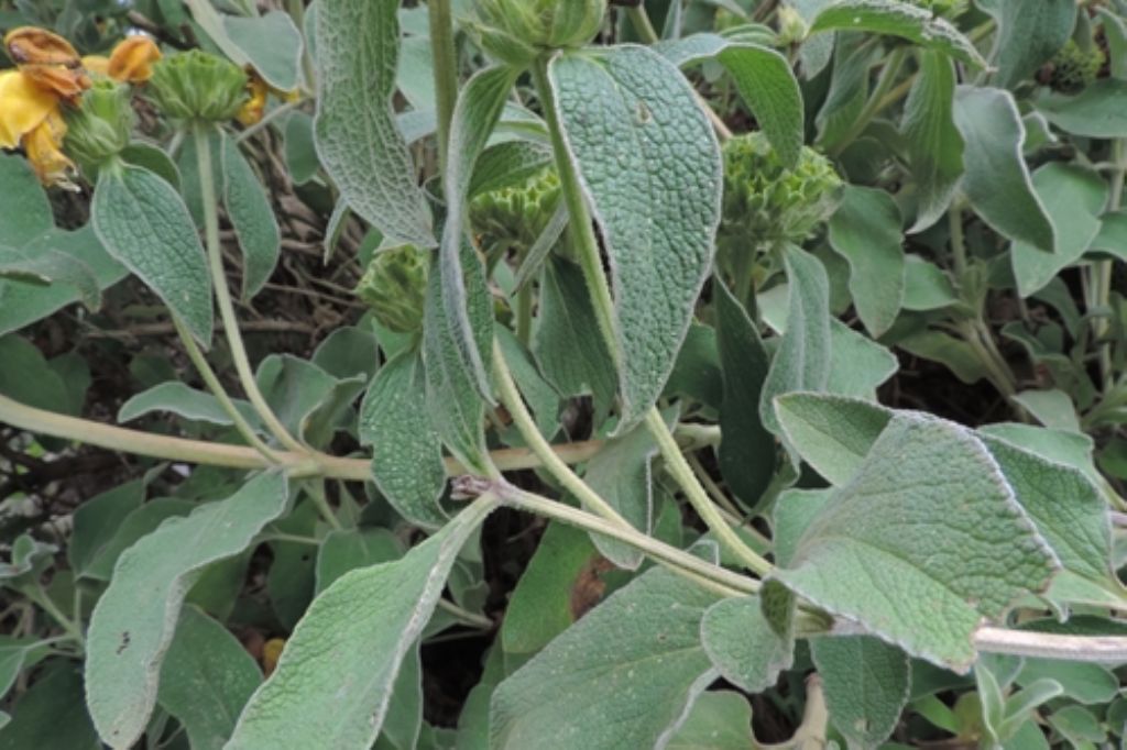 Pianta con foglie vellutate:  Phlomis fruticosa (Lamiaceae)